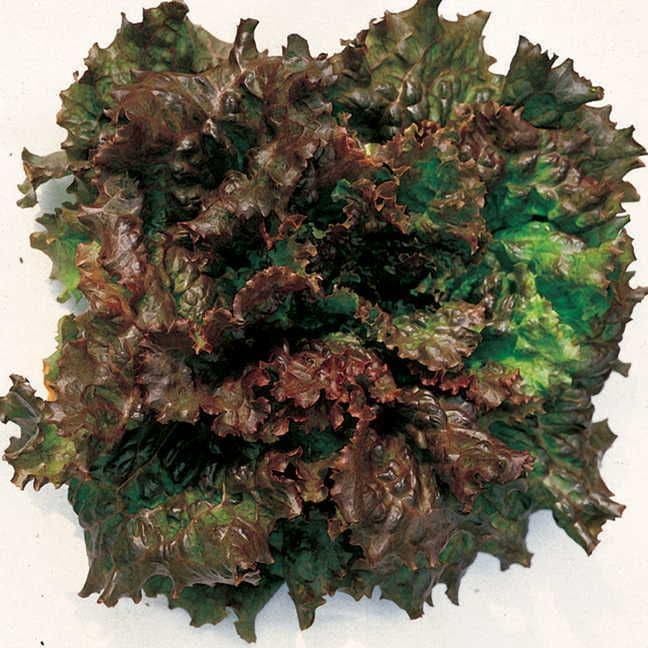 Park Seed Sow Effortless Collection Seed Tape – Red Sails Lettuce, 15 Feet – Easy DIY Planting, AAS-Winning Looseleaf Variety, Buttery Flavor and Ruffled Red Leaves, No Thinning, Ready in 45 Days