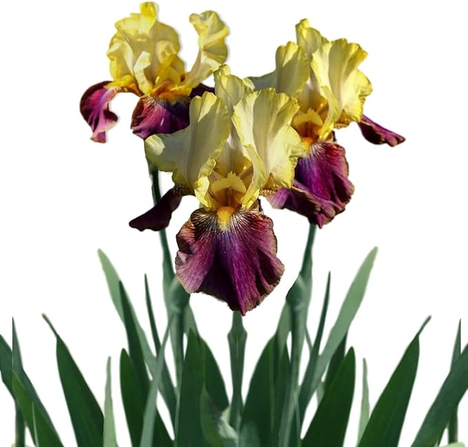 Easy to Grow Bearded Iris Blatant - 3 Plant Bulbs Rhizomes, Purple & Yellow Flowers in Spring to Fall, Full Sun Low Maintenance
