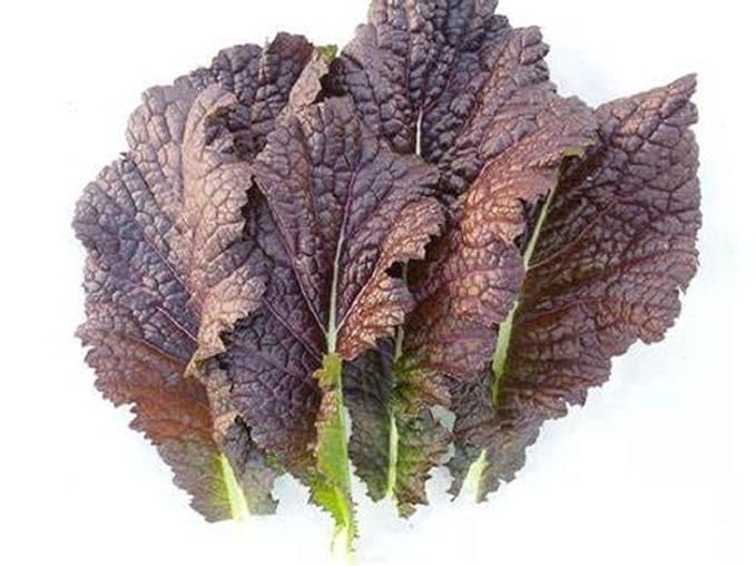 Red Giant Mustard Green Seeds - 100 Count Seed Pack - Non-GMO - A beautiful mustard from Japan well-savoyed leaves, predominately reddish-purple with an undercoat of deep green. - Country Creek LLC