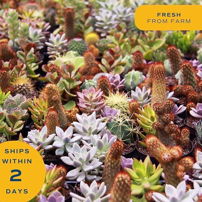 Costa Farms Live Succulent Plants (12-Pack), Mini Succulent Assortment Potted in Nursery Plant Pots, Grower's Choice Indoor Houseplants, Bulk Gift for Baby Shower, Wedding, Party, 2-Inches Tall