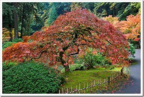 Red Dragon Weeping Japanese Maple - 3 Year Live Plant