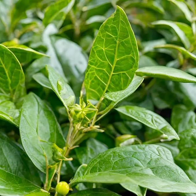 Yerba Mate Tea Plant (4 Pack) | Real Live Plant for Sale | Perfect for Tea Lovers | Hardy and Easy to Grow for Planting | Grow Organic Tea Leaves at Home | Great for Indoor or Outdoor Gardens