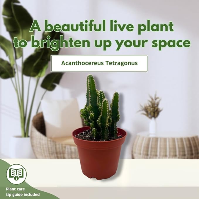 Fairy Castle Cactus, Acanthocereus Tetragonus, Night-Blooming Cereus, Triangle Cactus, 4 inch Pot