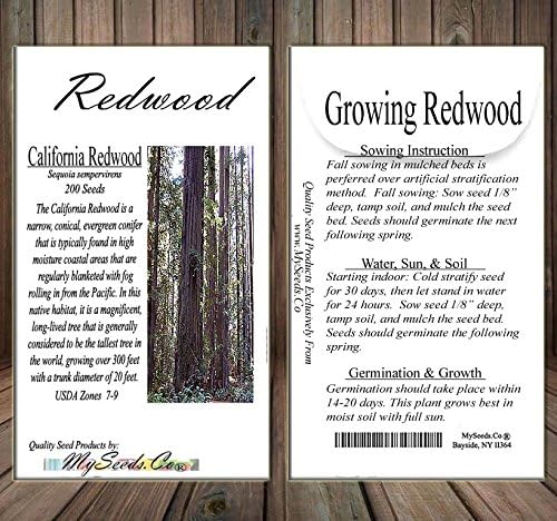 Cedar, Dogwood, Pine, Redwood, Spruce, Tree Seed by MySeeds.Co, You Choose The Color n Quantity (1 Pack, California Redwood - Big Pack)