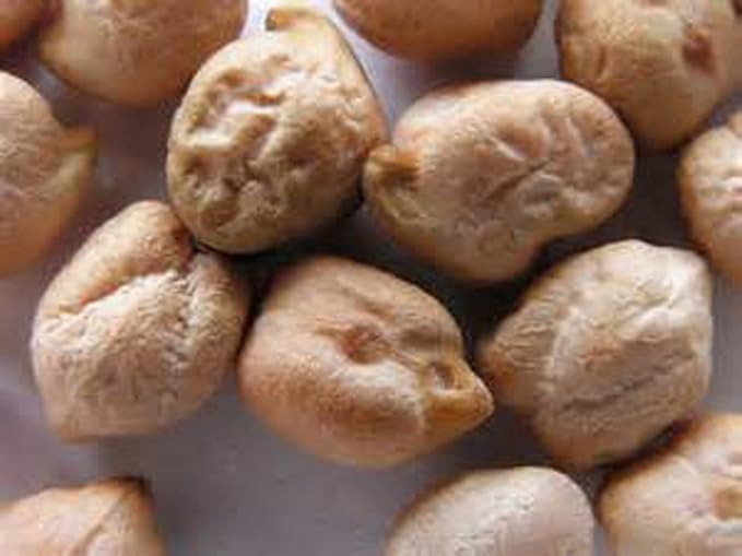 Garbanzo Bean Seed, Microgreen, Sprouting, 2 OZ, Non GMO - Country Creek LLC Brand - High Sprout Germination- Edible Seeds, Gardening, Hydroponics, Growing Salad Sprouts