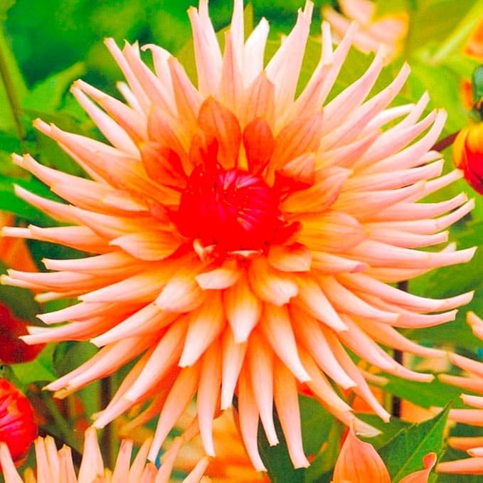 Needle Dahlia Multicolor Seed Mix 50+ Non-GMO Seeds for Planting Flowers Cactus Dahlia