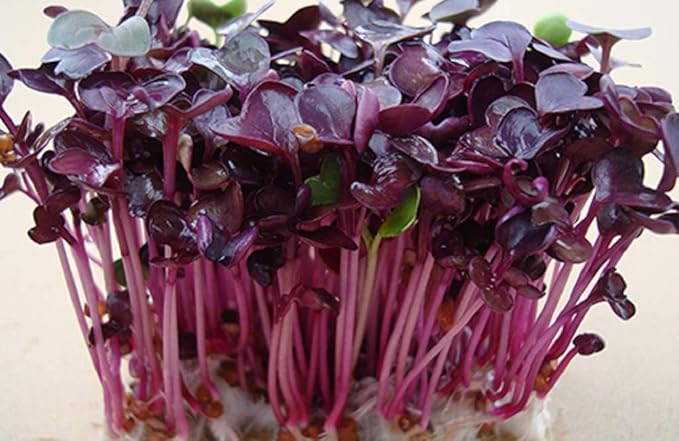 Rambo Radish Sprouting Seed, Non GMO - 12 oz - Country Creek Brand - Rambo Radish Sprouts, Garden Planting, Cooking, Soup, Emergency Food Storage, Vegetable Gardening, Juicing, Cover Crop