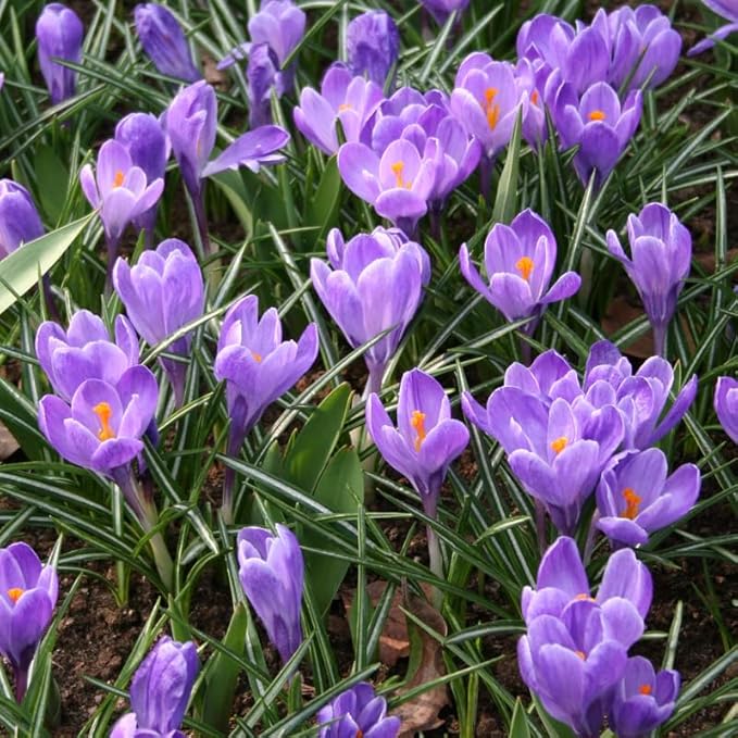 Grand Maitre Giant Crocus Flower Bulbs - 25 Bulbs per Pack - Attracts Butterflies and Hummingbirds - Deer Resistant - Good for Indoor Forcing - Naturalizing - Perennializing