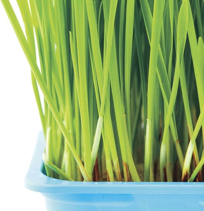 Park Seed Sow Effortless Collection Seed Tape – Cat Grass, 15 Feet – Easy DIY Planting for Pets or Windowsill Decor, Quick-Growing Barley Grass, No Thinning or Measuring Required, Ready in 7 Days