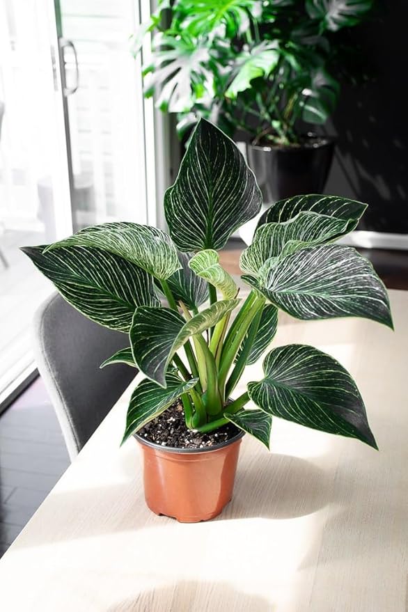 Gardenera Organic Philodendron Soil Blend - Promote Strong Root Development and Vibrant Leaves - 20 QUARTS