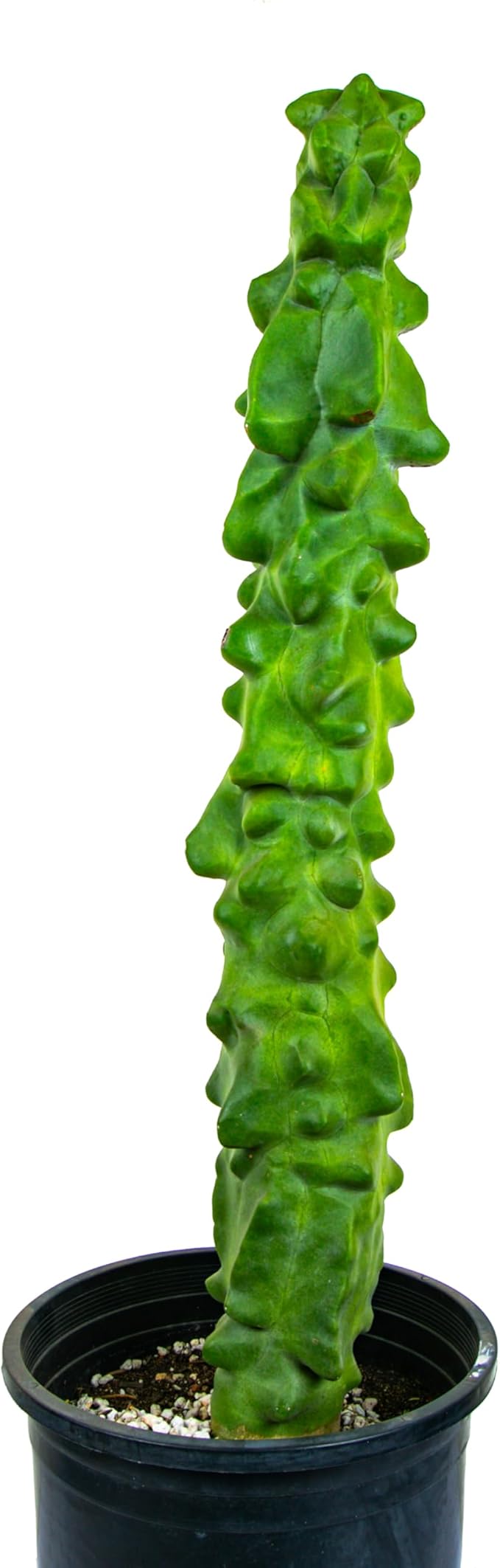 Cactus Outlet - Totem Pole Live Cactus, Cactus Plants Live, Live Plants Indoor & Outdoor Use 12-18” - Rare Large Live Cactus - Landscape Ready Large Cactus Plant Live Delivered Right to Your Door