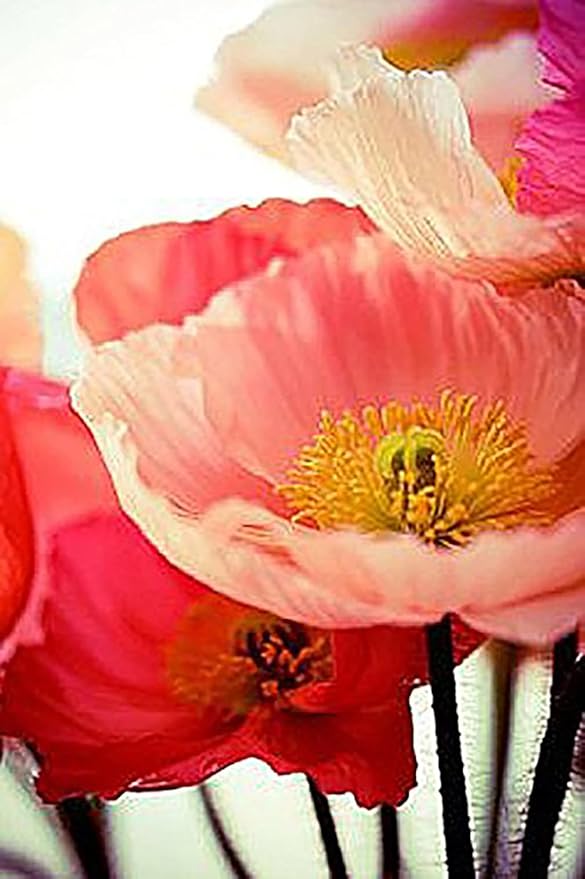 10,000 Double Shirley Poppies Seeds: Pastel Poppy Seeds