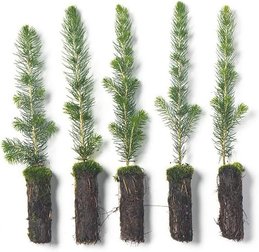 White Spruce Live Tree Seedlings | 6"-12" | Arbor Day Foundation (5-Pack)