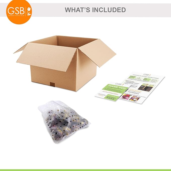 Garden State Bulb Pastel Mix Hyacinth Flower Bulbs, 15/16cm, Fall Planting (Bag of 25)