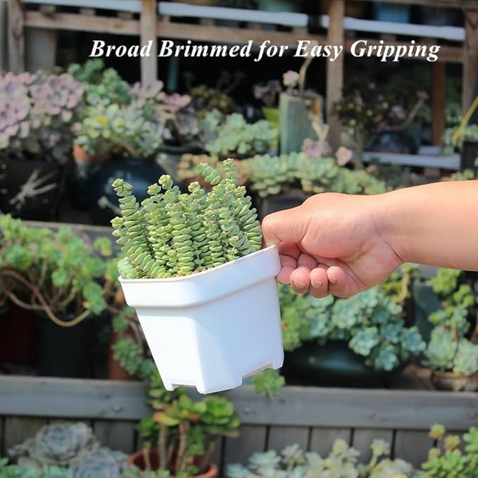 BangQiao 20 Pack 4.75 Inch Small White Plastic Square Nursery and Seedling Pot with Drainage Hole for Germination, Cactus, Herb, Succulent