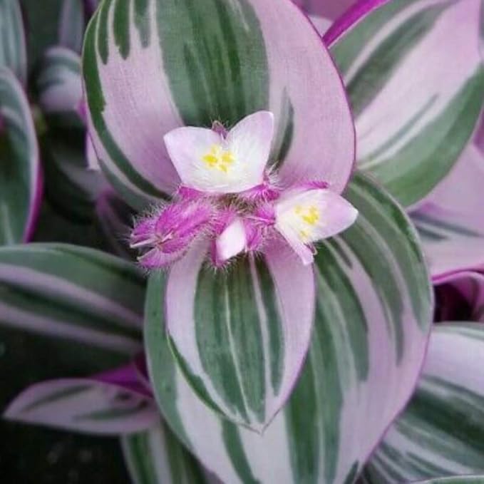 Rare Nanouk Pink Tradescantia - 4" Pot - Collector's Series
