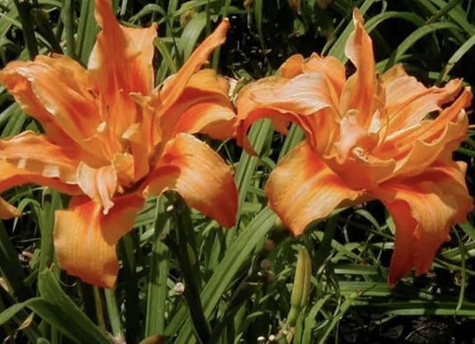 Kwanso Daylily - Bare Root Plant, Hardy Perennial for Zone 3, Vibrant Orange Blooms, Low Maintenance, Ideal for Full Sun or Partial Shade, Perfect for Garden Borders & Landscapes