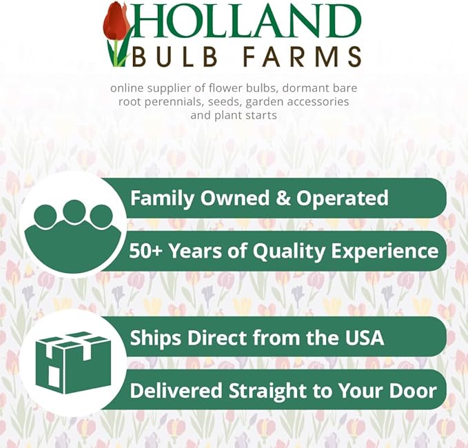 White Daffodil Flower Bulbs (Ice Follies) - 500 Bulbs per Pack - Deer Resistant - Good as Cut Flowers - Good for Indoor Forcing - Naturalizing - Perennializing