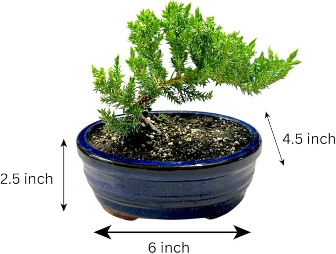 Live Green Mound Juniper Outdoor Bonsai Tree | Indoor/Outdoor | Great for Beginner