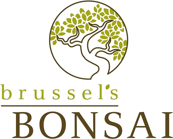 Brussel's Bonsai Live Chinese Elm Bonsai Outdoor Tree Gift Bundle - Small Bonsai Tree - Bonsai Kit with Ceramic Bonsai Pot and Bonsai Fertilizer