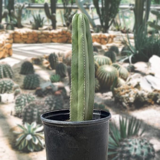 Cactus Outlet - Mexican Fence Post Cacti - Cactus Plants Live, 12”-18" Live Plants Indoor & Outdoor Use, Rare Large Live Cactus - Landscape Ready Large Cactus Plant Live Delivered Right to Your Door