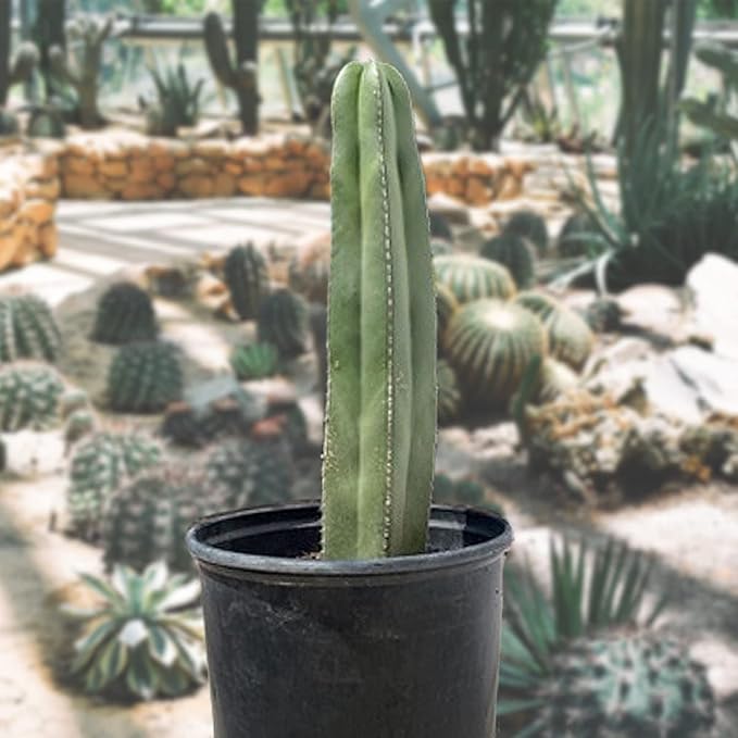 Cactus Outlet - Mexican Fence Post Cacti - Cactus Plants Live, 36”+ Live Plants Indoor & Outdoor Use, Rare Large Live Cactus - Landscape Ready Large Cactus Plant Live Delivered Right to Your Door