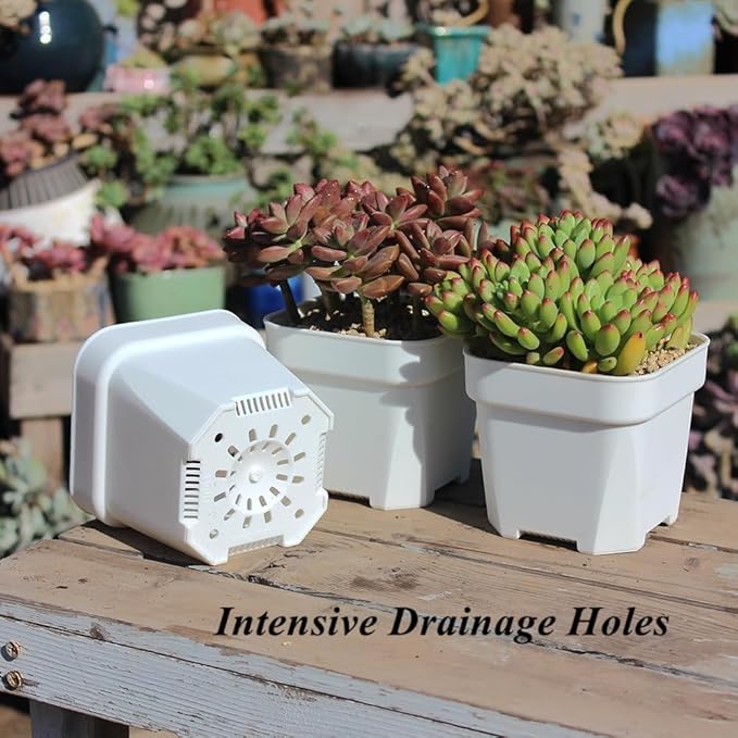 BangQiao 30 Pack 4.15 Inch White Plastic Square Nursery Seedlings Pot for Succulent, Cutting, Transplanting