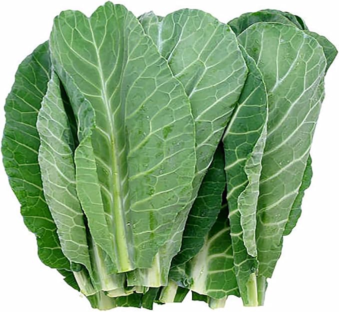 Georgia Southern Collard Seeds - Dark Blue-Green Cabbage-Like Delicious Leaves - Large Package