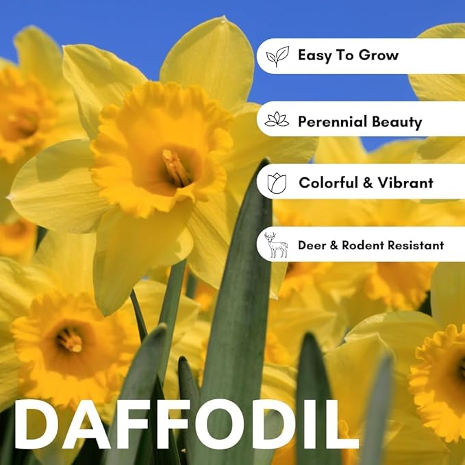 10 Pink Party Daffodil Bulbs for Planting - Easy to Grow Perennial Flowers for Garden or Containers (10 Bulbs)