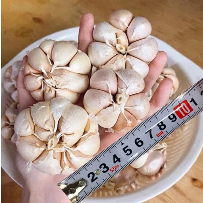 1 Pound Garlic for Planting in Fall Hardneck Softneck, 8-10 Top Size Garlic Bulbs for Planting, Fresh and High Yield Bulb Variety Pack, Hardy and Fast Growing (Random Mix)