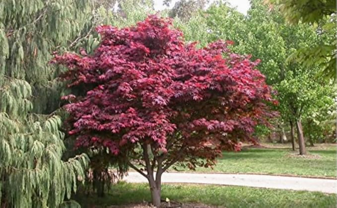Red Japanese Maple Trees 2-Pack โ Live Plants, 2-3 Ft Tall, Stunning Foliage