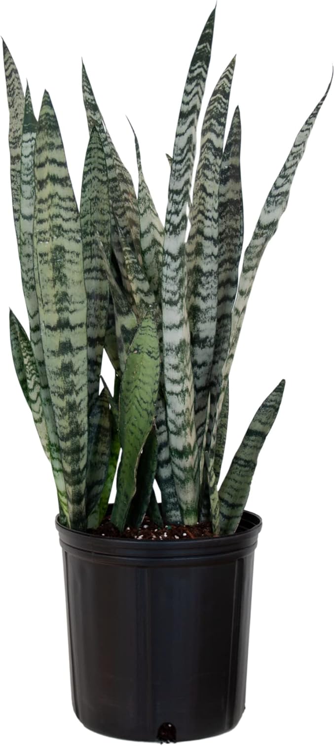 United Nursery Sansevieria Zeylanica Live Indoor Snake Plant 26-32 Shipping Size Shipped Fresh in 9.25 Grower Pot