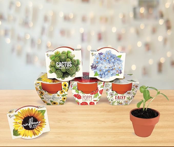 BUZZY Seeds Mini Terracotta Grow Pots Daydream Collection, Assorted 6-Pack Flower and Plant Seed Starter Kit for Kids and Adults, Indoor Gardening Gift, Holiday Present, Stocking Stuffer