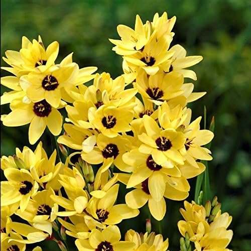 Easy to Grow Ixia 'Yellow Emperor' Plant Bulbs (20 Pack) - Yellow Flowering Blooms in Spring to Summer Gardens