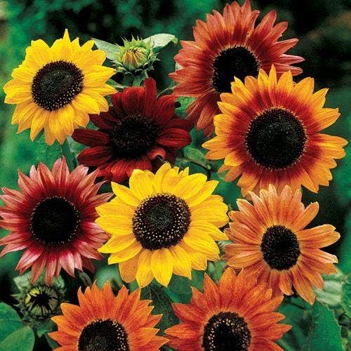 Park Seed Large Flowered Mix Sunflower Seeds – Autumn-Toned Bicolor and Ringed Blooms, 6–10 Ft Tall Background Variety for Cutting and Landscape Drama, Easy to Grow, Pack of 50