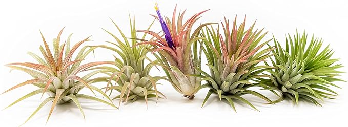 Air Plants Ionantha Mexican - Colors and Shape Varies Due to Seasonality-Live Tillandsia Succulent House Plants - Available in Wholesale and Bulk - Home and Garden Decor-Easy Care Plants (Pack of 5)