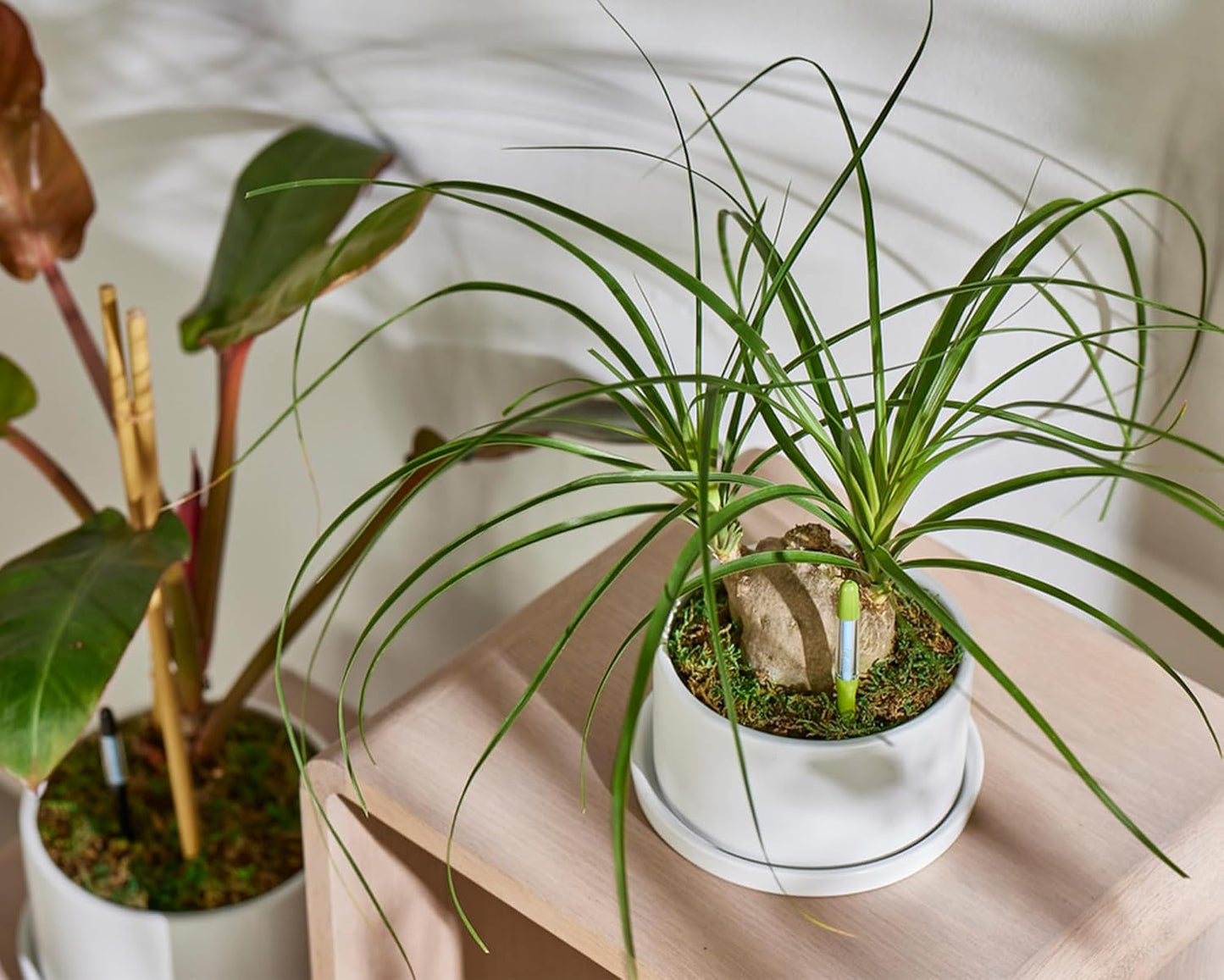 Sustee Aquameter - Small - Black - Bundle of 12 - Leave-in Soil Moisture Meter for Potted Plants - Plant Water Sensor - Refillable