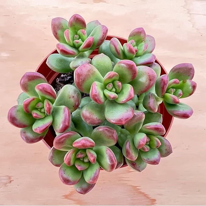 Sprout N Green 4'' Sedum lucidum Obesum, Live Succulent Fully Rooted in Pots with Soil Mix, Rare House Plant for Home Office Indoor Outdoor Wedding Decor, DIY Projects, Party Favor