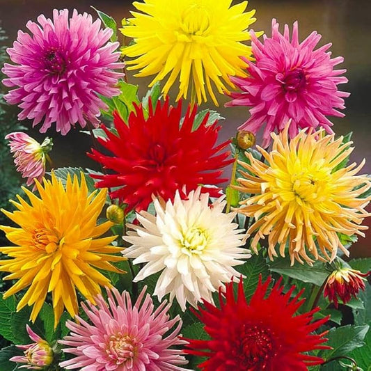 Needle Dahlia Multicolor Seed Mix 50+ Non-GMO Seeds for Planting Flowers Cactus Dahlia