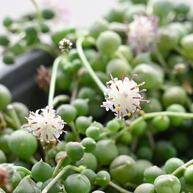 4" String of Pearls, Live Trailing Succulent Fully Rooted in Pots with Soil Mix, Rare House Plant for Home Office Wedding Hanging Decoration, DIY Projects, Party Favor