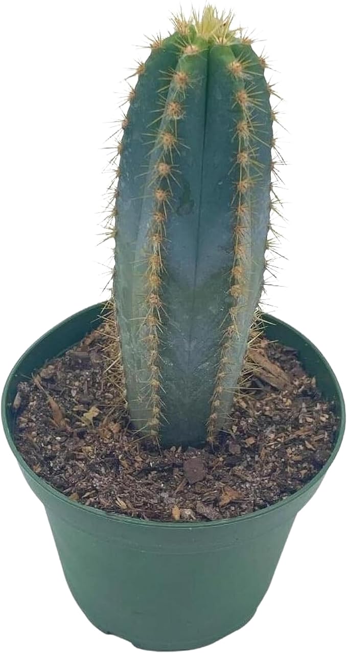 BubbleBlooms Blue Columnar Cactus, Pilosocereus pachycladus Cacti, Column Blue Torch, in a 4 inch Pot