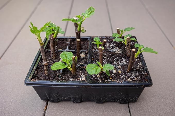 Gardzen 20 Pack Seed Starting Tray, Plant Germination Trays, Seed Starter Kit with Adjustable Humidity Vented Dome, Plant Growing Kit 6.6" x 4.5", Total 240-Cell, Black