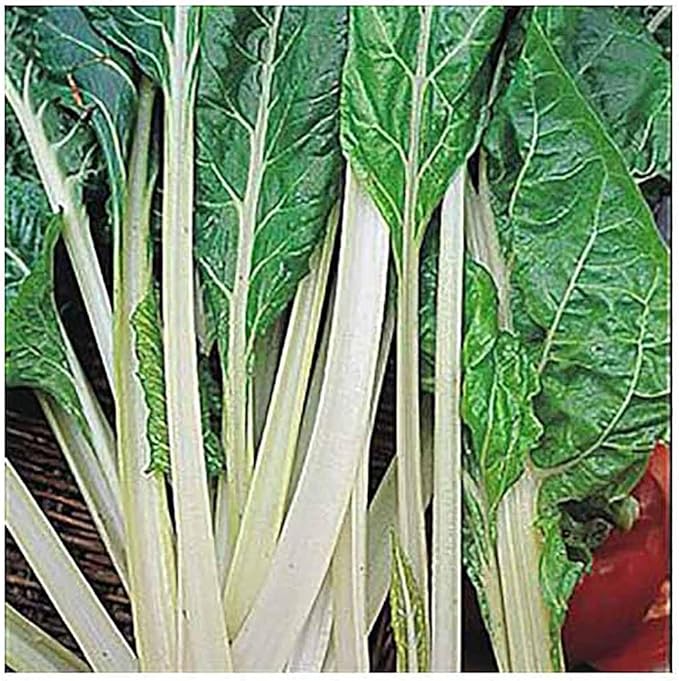 Rhubarb Swiss Chard - Delicious and Nutritious… - Delicious and Nutritious - Approximately 175 Seeds