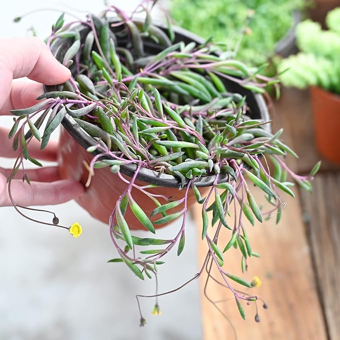 4" Ruby Necklace | Othonna capensis L.H.Bailey, Live Succulent Fully Rooted in Pots, Purple Hanging Trailing House Plant for Home Office Wedding Decoration DIY Project Party Favor