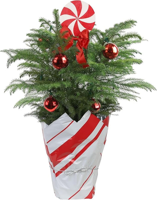 Costa Farms Live Christmas Tree, Norfolk Island Pine in Holiday Gifting Wrap Plant Pot, Houseplant Christmas Decoration, Christmas Gift or Room Decor, 18-20 Inches Tall