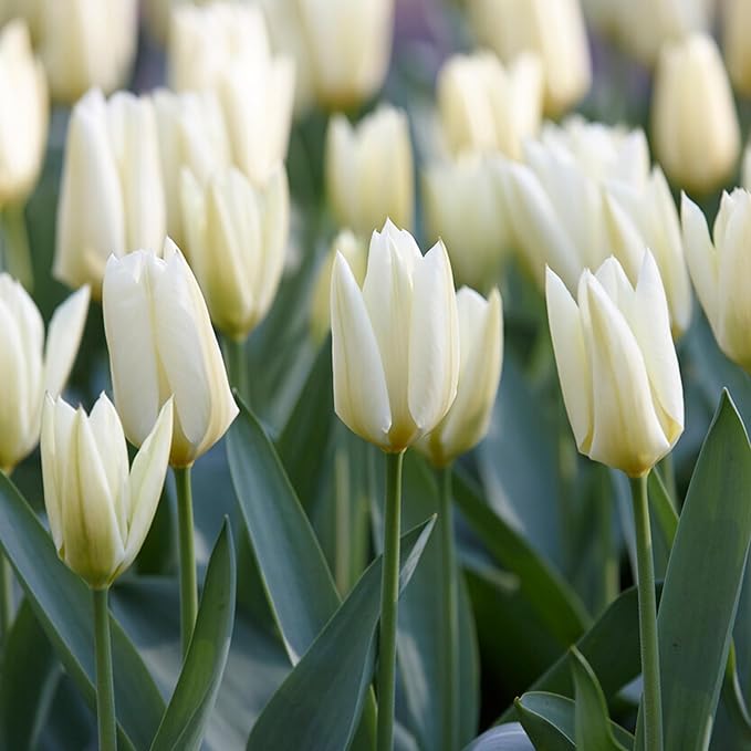 Garden State Bulb Fosteriana White Emperor Tulip Flower Bulbs, 12/+ cm, Fall Planting (Bag of 50)