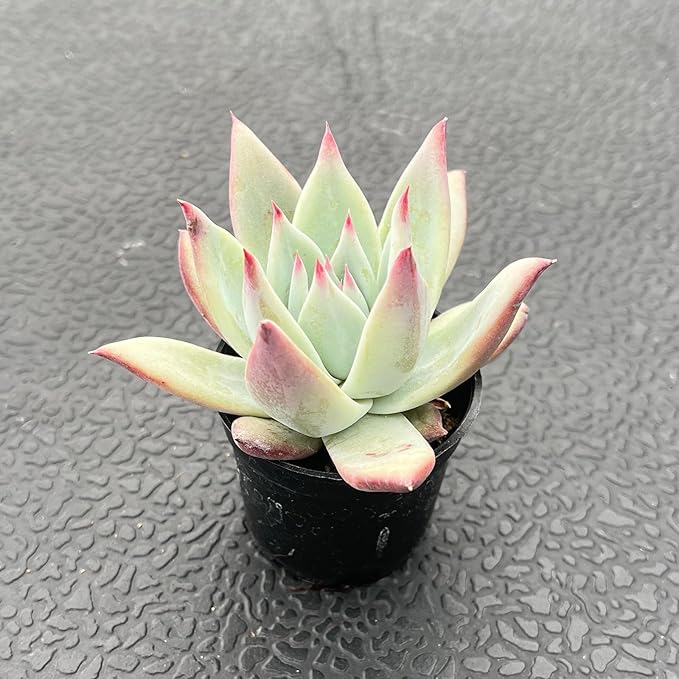 2" Rare Succulent Echeveria Colorata VAR. Brandtii, Live Succulents Plants Fully Rooted in Grower Pots, Unique Gift for Wedding Favor, Party Favor
