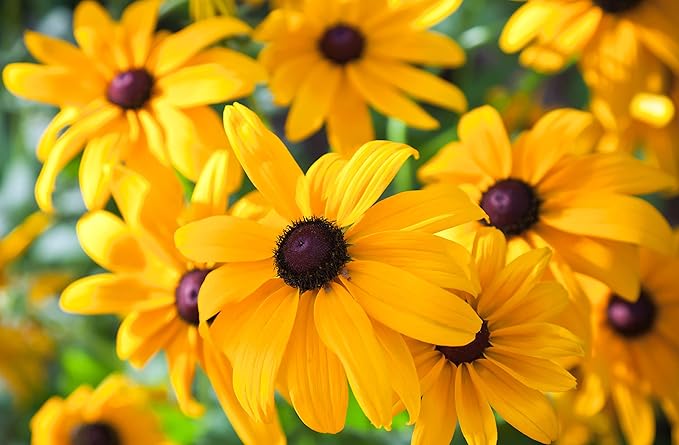 Black Eyed Susan Seeds for Planting, 5000 Seeds, Giving You Beautiful Black Eyed Susan Flowers, Non-GMO, Heirloom Seed Varieties