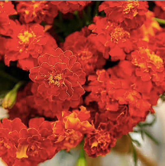 Red Cherry Marigold Seeds
