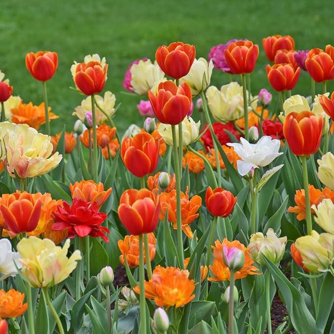 Peony-Style Double Bloom Tulips-10 Bulbs–Red, Pink, White, Yellow & Orange Premium Flowers | Late Blooming Spring Perennials for Gardens & Containers – Zones 3–8 (10 Colorful Mixed Tulip Collection)